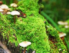 开云体育下载-决胜时刻，一锤定音，贝恩关键回合的冷酷与担当