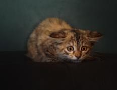 开云体育app-李刚仁爆发助毕尔巴鄂稳稳拿下塞内加尔，友谊赛上演亚洲之光闪耀时刻