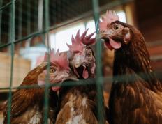 开云体育官方网站-从致命三分到沉默凝视，杜兰特如何在决胜局成为魔术师的最终底牌