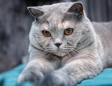 开云下载-巴黎对阵贝蒂斯，李刚仁用实力证明自己