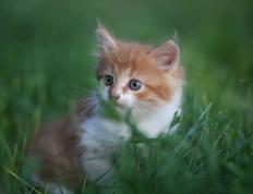 开云体育APP下载-利拉德式绝杀！北京对阵广厦，谁将成为大场面先生？