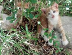 开云体育中国-萨卡的冠军级表演与瑞士一波流，个体英雄与团队胜利的交响曲