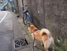 开云APP-篮网獠牙毕露收割独行侠，福克斯48分加冕新王