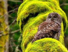 开云体育登录-虚拟球场上的真实对决，当奇才队的季后赛争冠路邂逅上海大鲨鱼