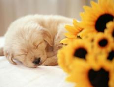 开云体育-锡安，用野兽之躯奏响节奏交响，击溃热火铁血防线