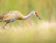 开云体育APP下载-雷霆粉碎浙江队！福克斯生死战47分导演16分逆转，这夜他如乔丹附体