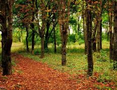 开云APP-绿茵烽火燃赛道，F1巴林揭幕战之夜，法比尼奥致命一击定乾坤