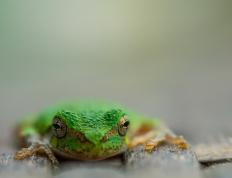 开云体育APP下载-双面压制，奥纳纳统治级表现助新西兰争冠战力克澳大利亚