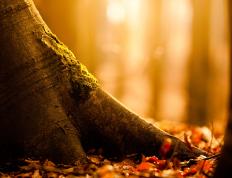 开云体育APP下载-篮球场上的围场法则，当奇才的防守链遇上布伦森的V6引擎