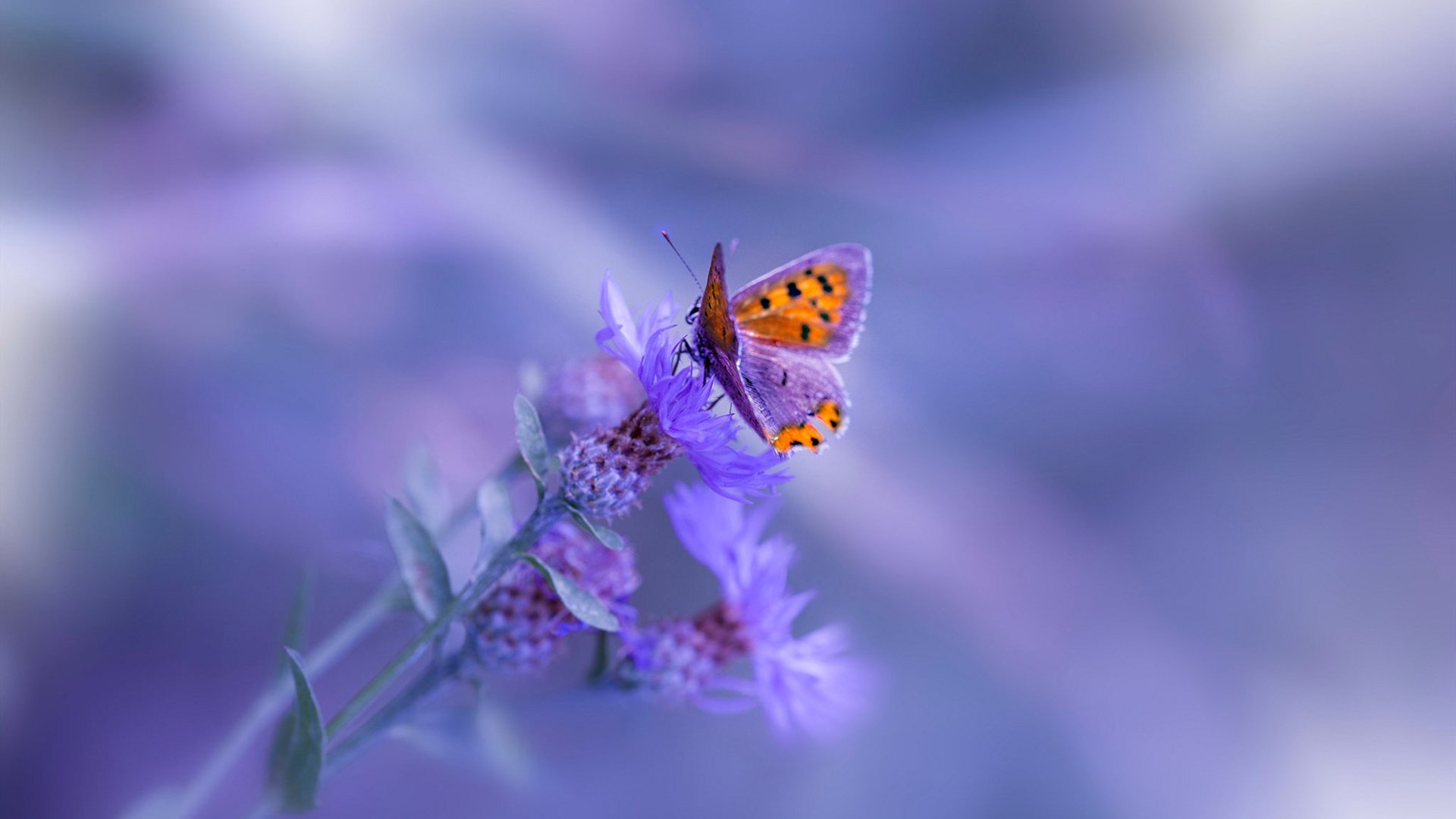 开云体育入口-锡安制胜一击撕裂防线，魔术万箭齐发射落灰熊