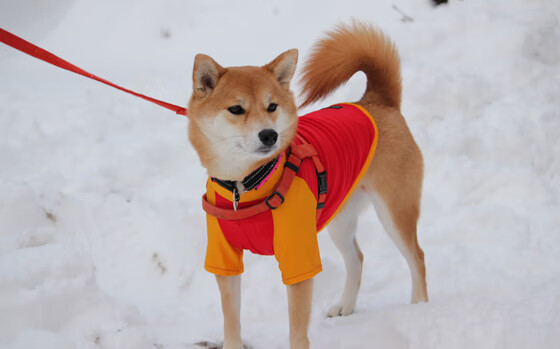 开云体育APP下载-钢之心脏，抢七夜贝恩稳如磐石