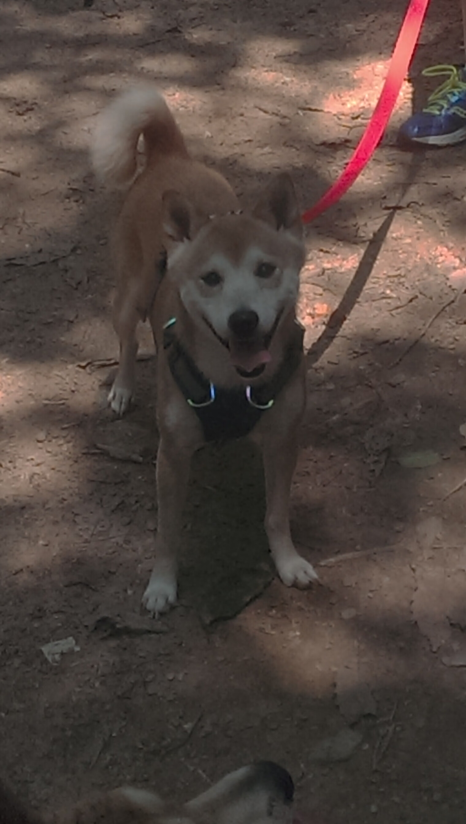 开云体育登录-奥运关键战之夜,苏亚雷斯的神奇表演令对手完全无解