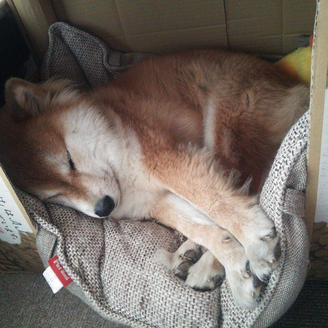 开云体育官网-西甲国家德比焦点战，黄蜂收割灰熊的足球与篮球跨界启示