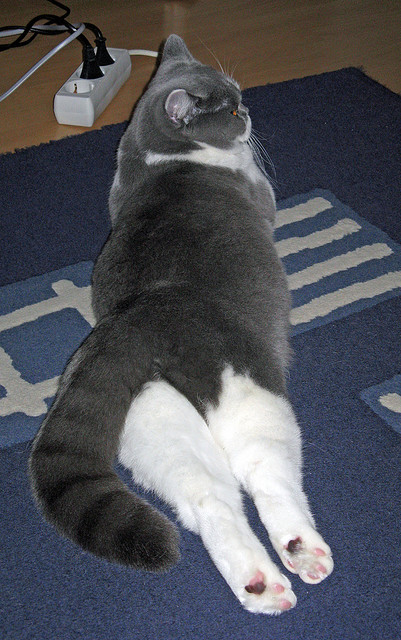 开云体育官方网站-弗拉霍维奇锋芒出鞘，克罗地亚战车无情碾碎希腊神话