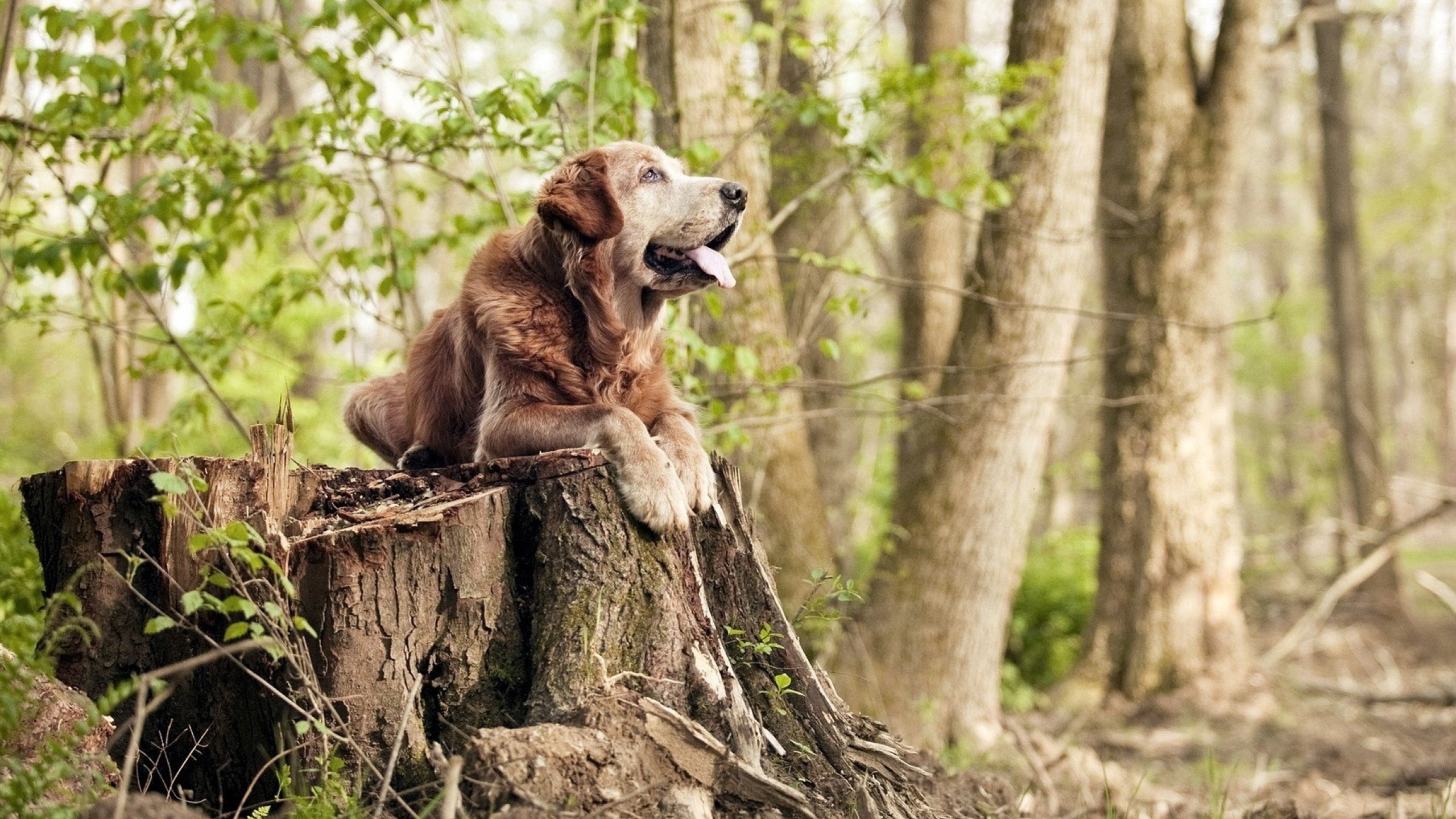 开云体育登录-欧冠决赛焦点战的启示，灰熊硬仗取胜掘金的篮球哲学