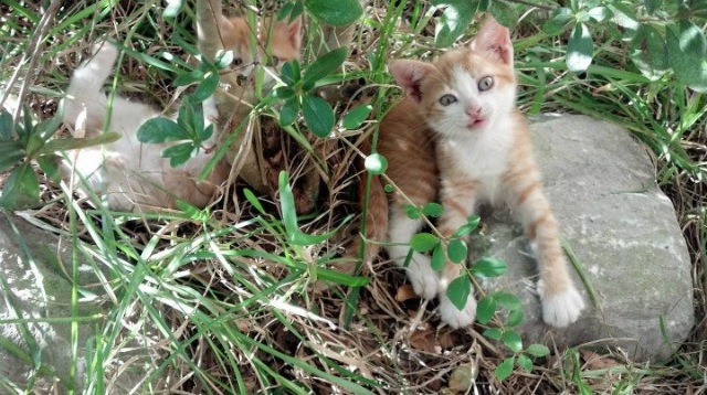 开云体育APP下载-NBA总决赛焦点战，太阳队跨洋踏平上海队，创篮球史新篇章