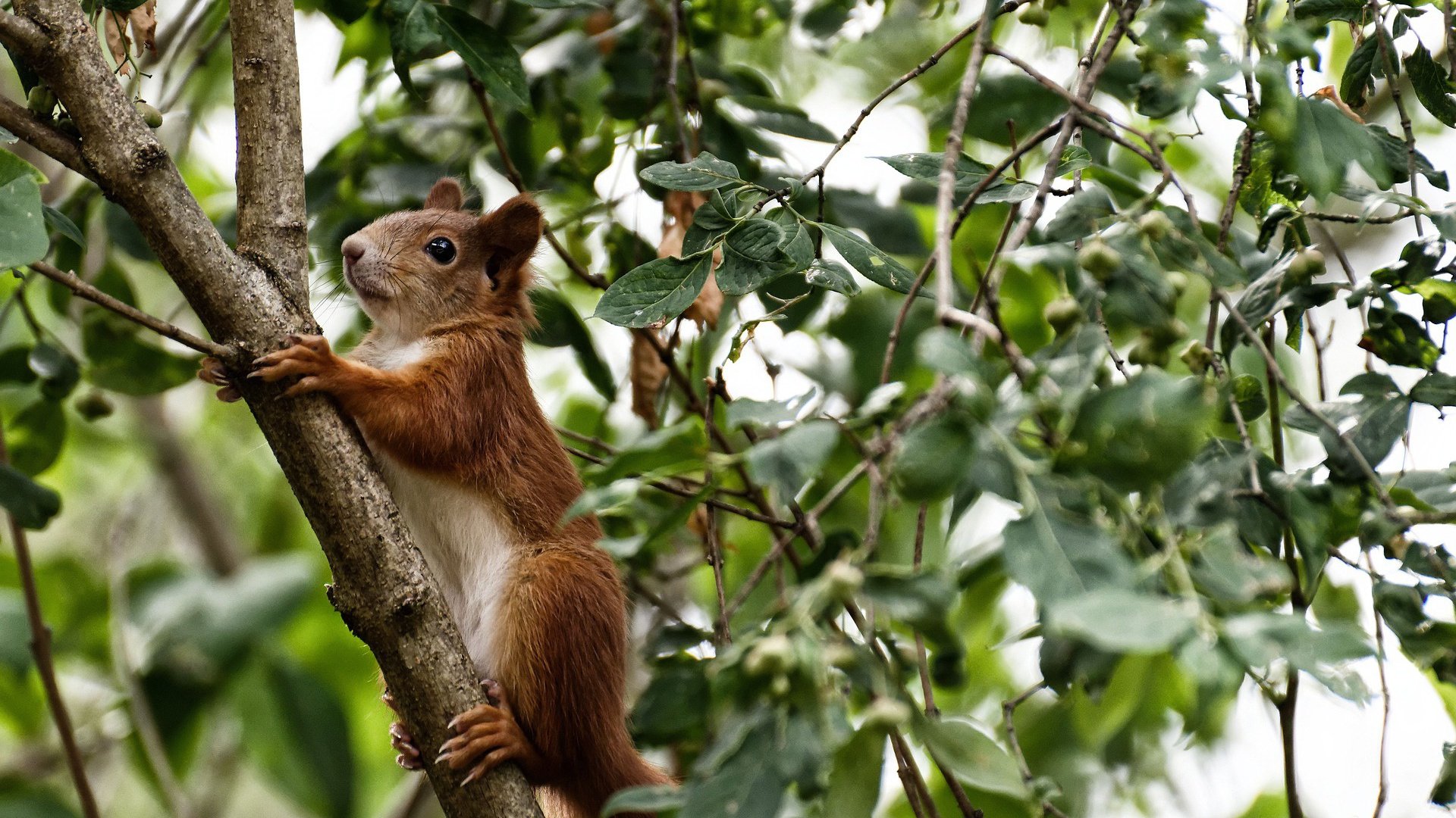 开云体育官方网站-锐不可当！托尼关键战不手软，阿森纳攻克比利时坚城