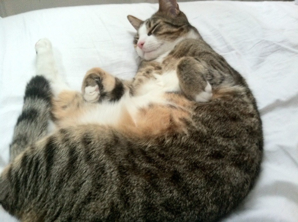 开云体育-欧冠焦点战,切尔西客场3-0打穿AC米兰,英超豪强彰显统治力