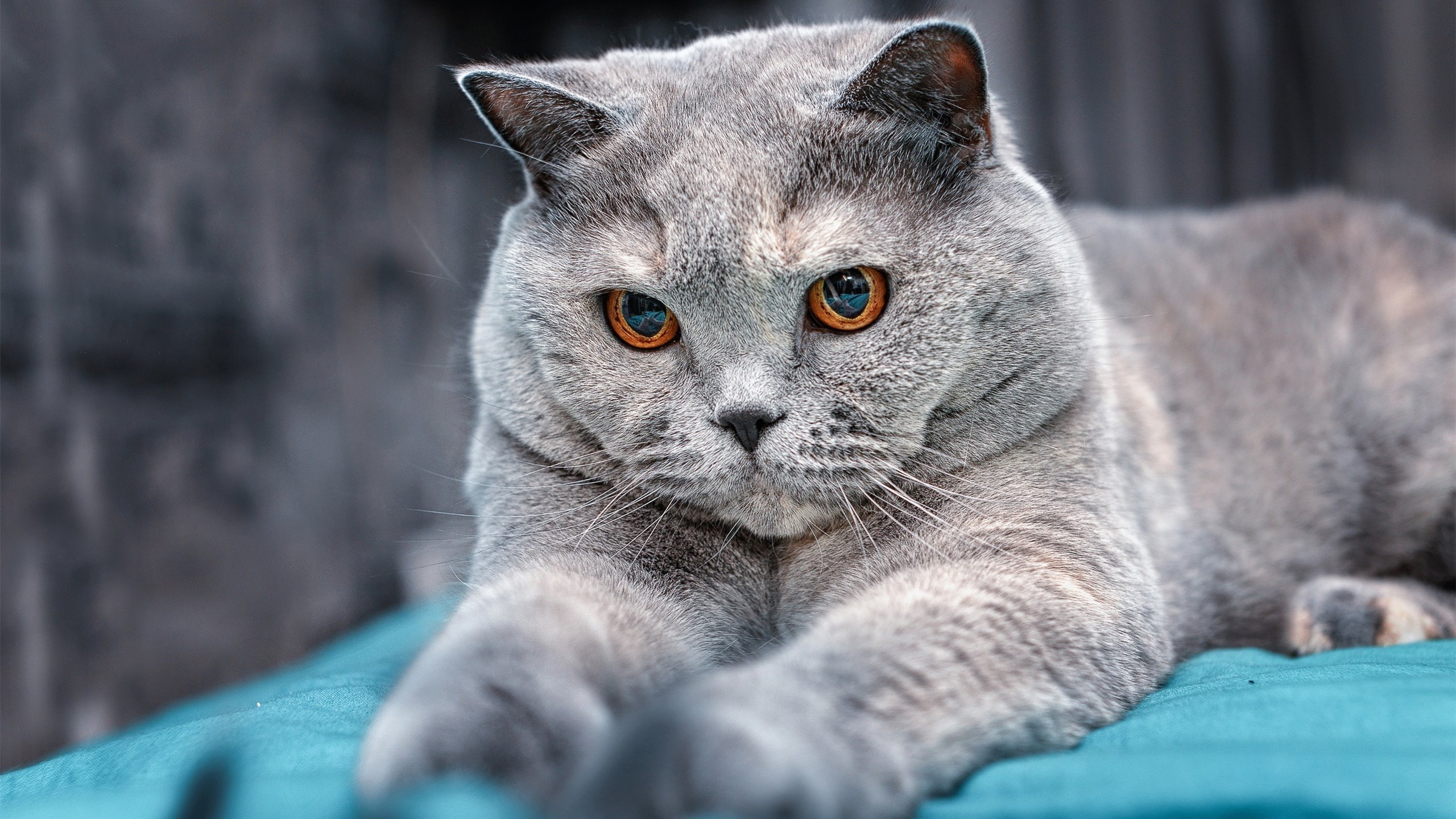 开云体育入口-特奥展现巨星价值！伊拉克顽强阻击拜仁，技术利刃劈开铁血防线