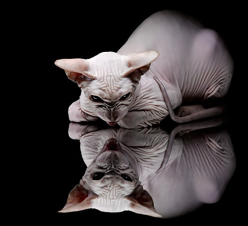 开云体育-穆勒的完美之夜，尼斯的终结之刃