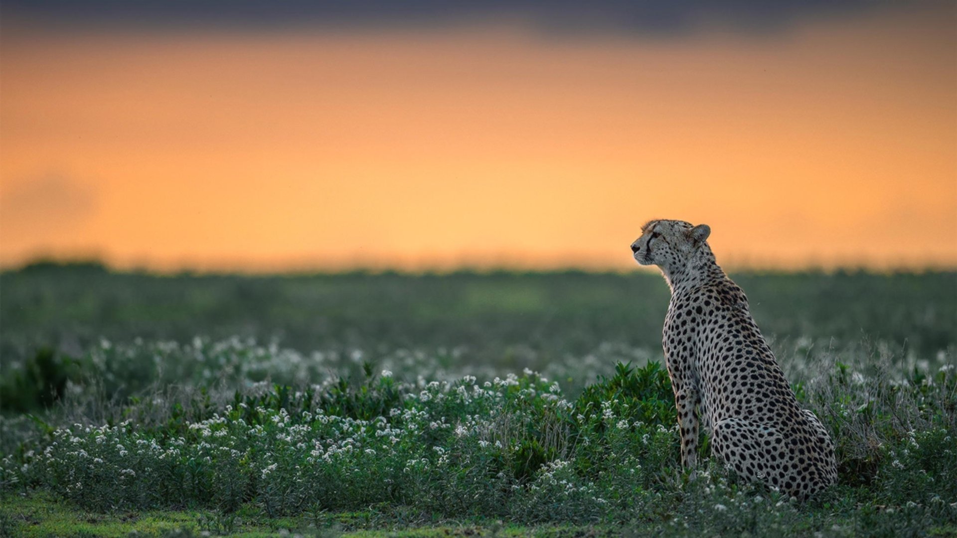 开云APP-极速与战术，从勒沃库森闪电战到F1法国大奖赛的争冠启示