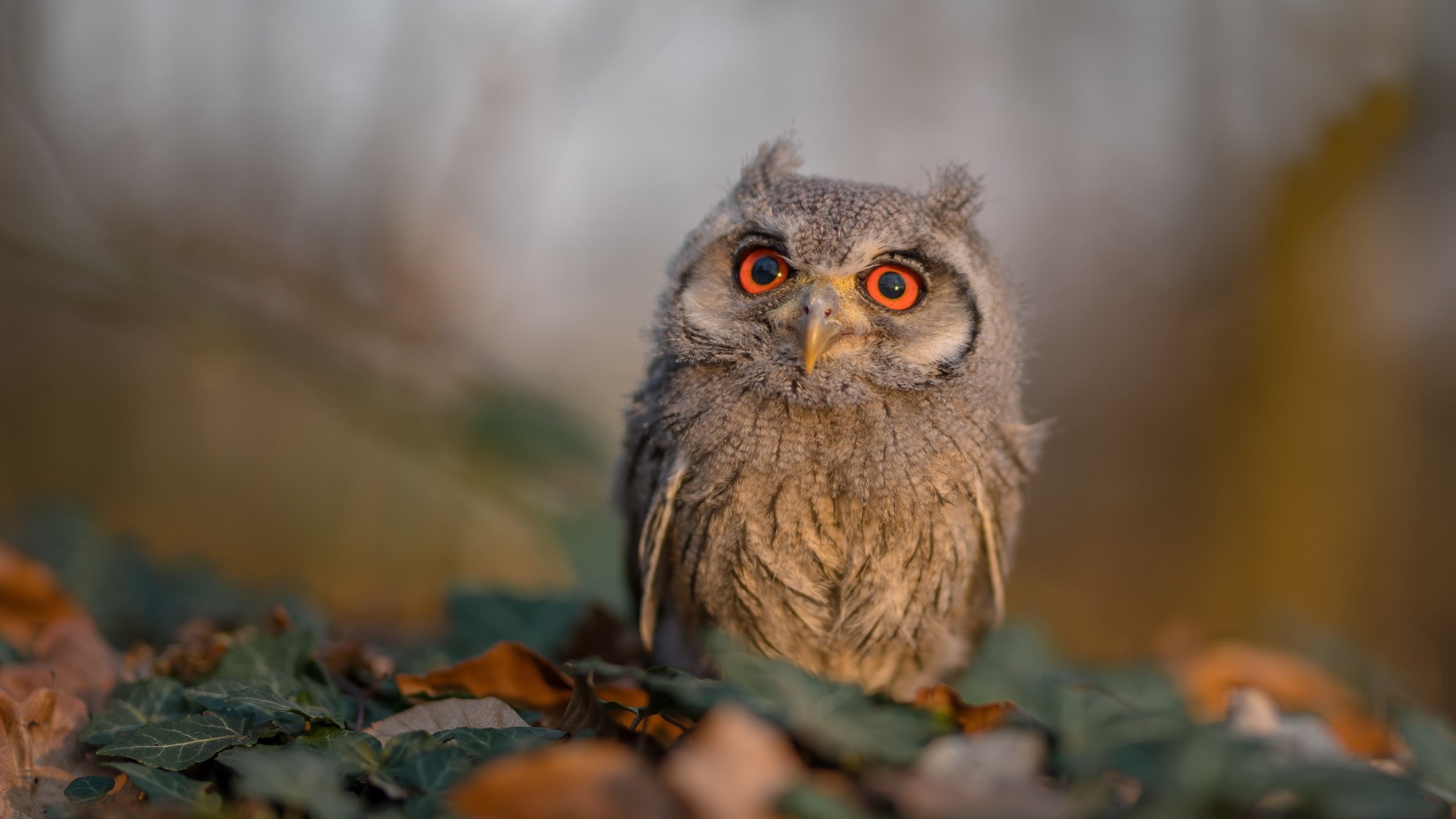 开云体育下载-逆袭与屠戮,奥利维耶爆发,亚特兰大粉碎法兰西神话