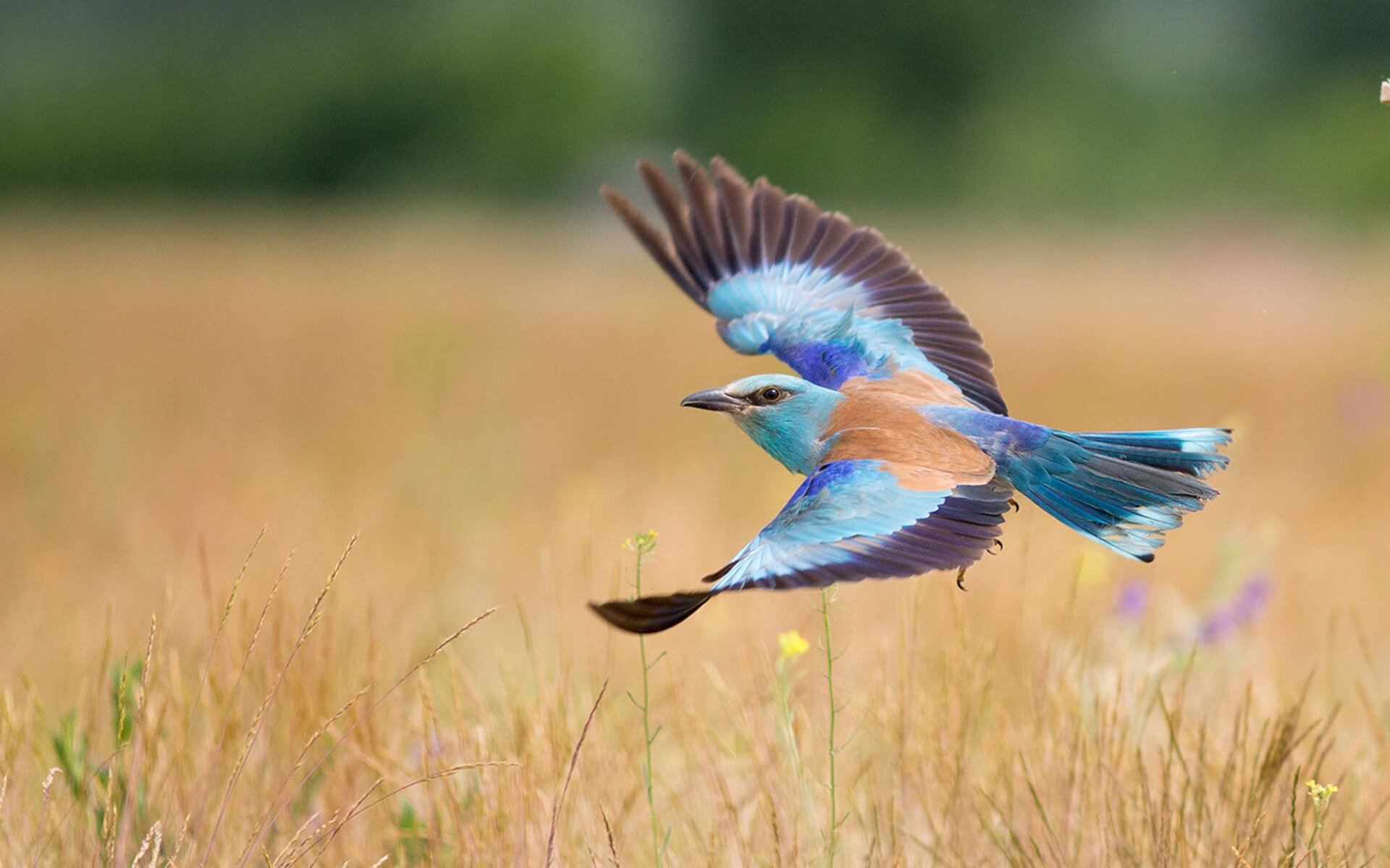 开云官网-闪电战与自我证明,哈弗茨的利刃刺穿埃及,英格兰奏响欧洲杯前奏