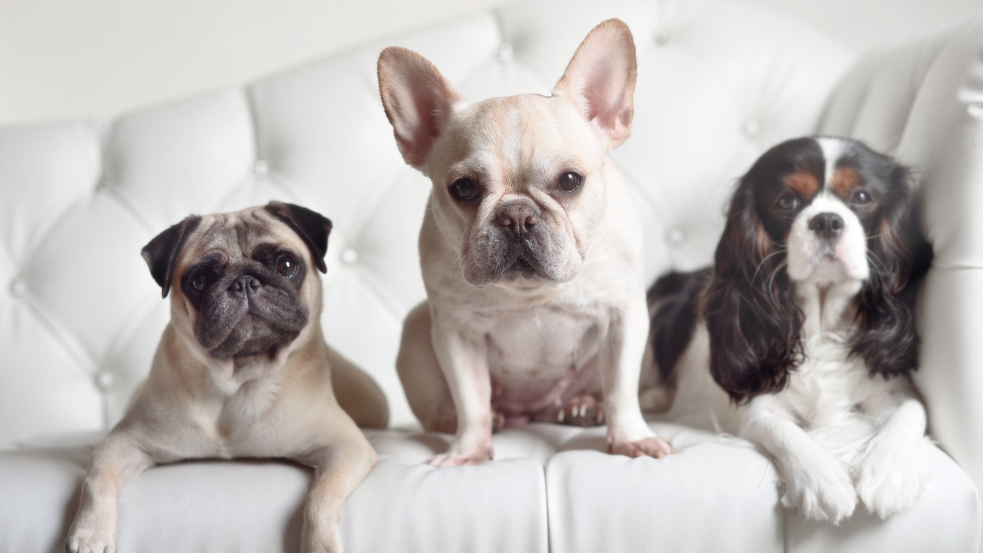 开云体育官网-东决关键战之夜,当进攻之矛化为白鹰的利爪,武切维奇锁死联盟最快之刃