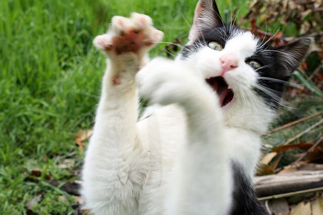 开云体育app-当末节收割遇见抢七接管,体育关键时刻的孤胆英雄