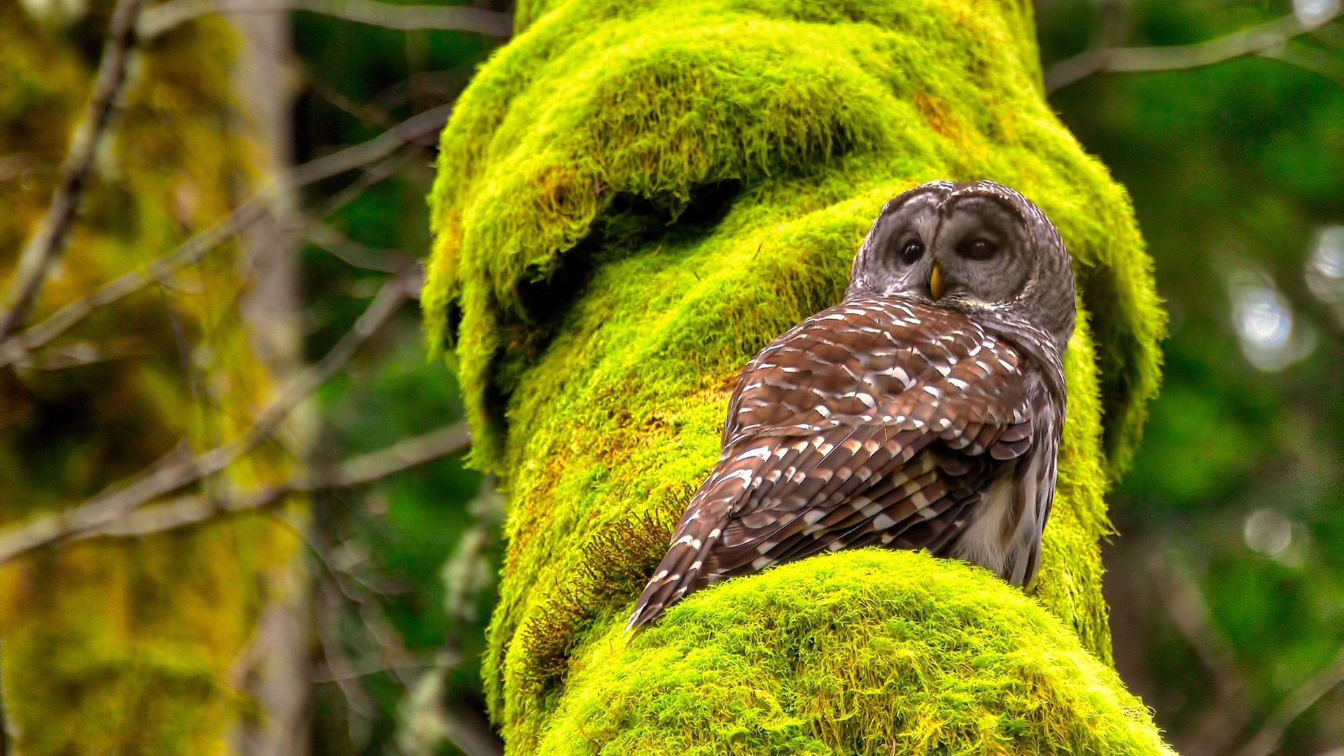 开云体育登录-虚拟球场上的真实对决，当奇才队的季后赛争冠路邂逅上海大鲨鱼