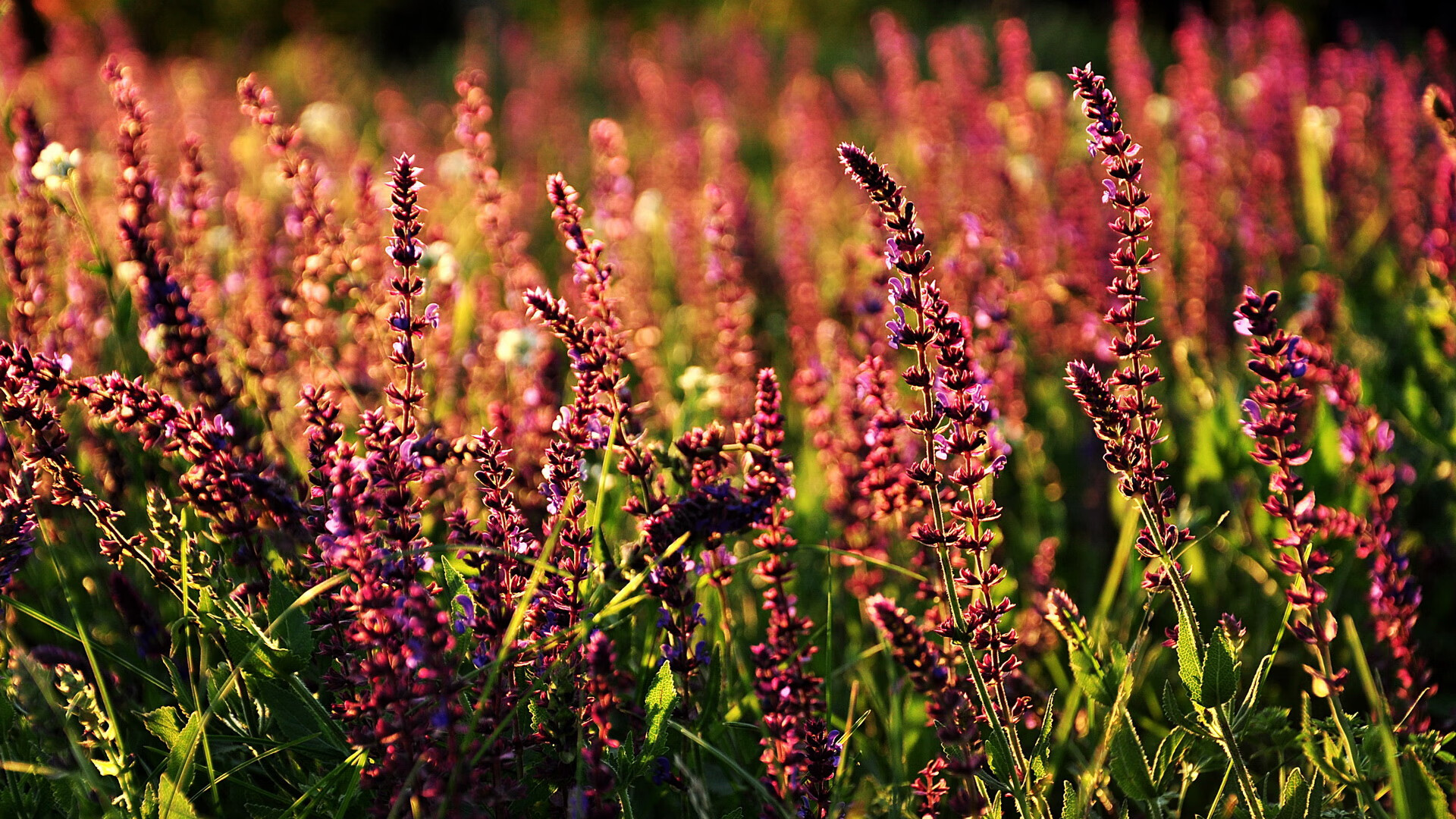 开云体育中国-绿野之师折戟沉沙!铁骑逆转,铸就总决赛传奇