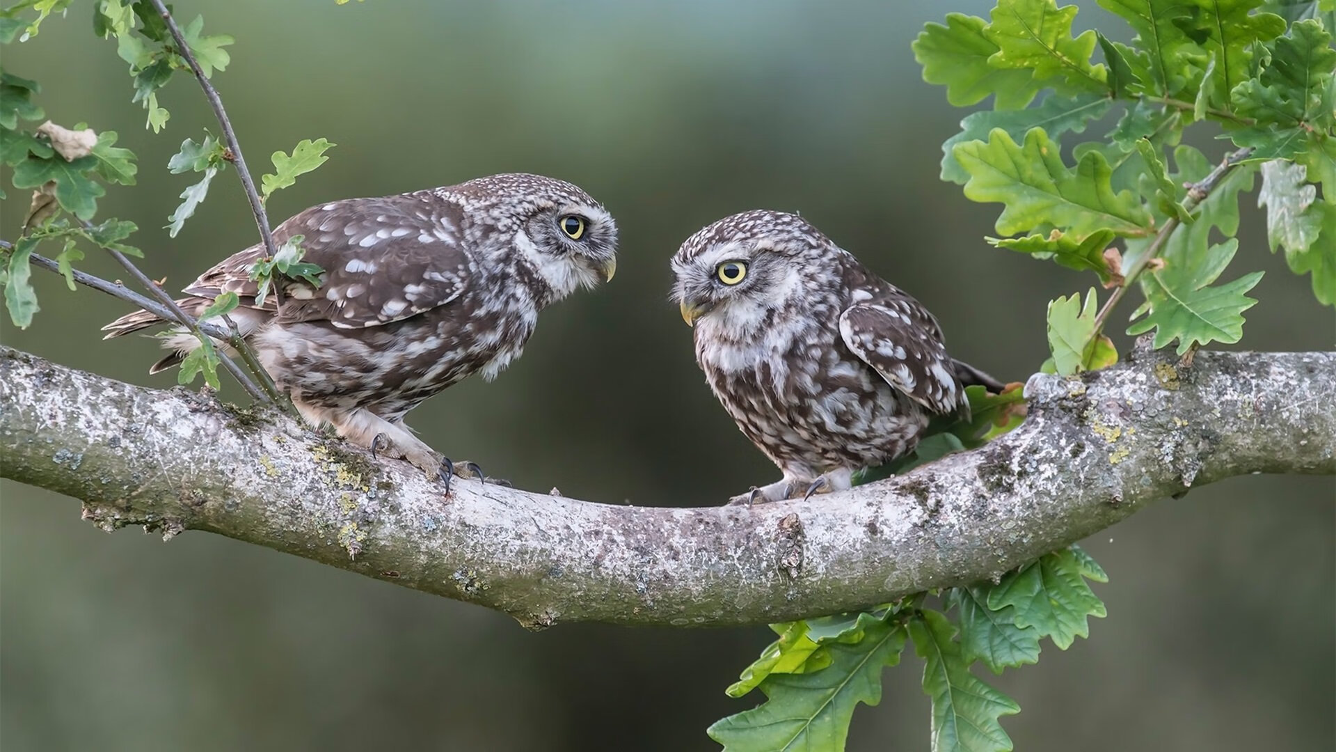 开云体育官方网站-球场新王当立！爱德华兹接管东决，公牛最后时刻惊险拔刺老鹰