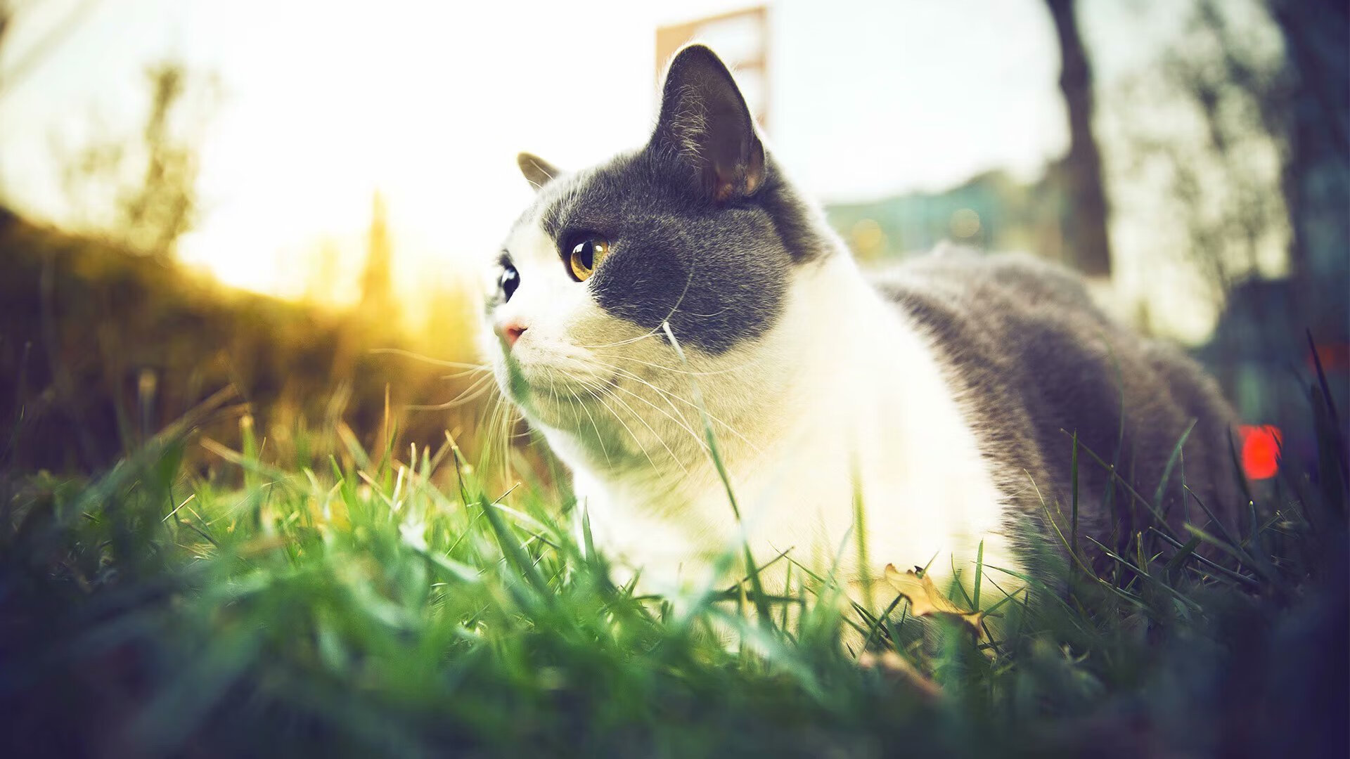 开云体育官网-跨界双响炮，当快船在NBA掀起风暴，克莱在意甲上演王者归来